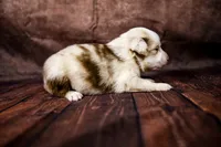 Barbie, a female Miniature Australian Shepherd for sale in Alvin, TX – 2 of 3