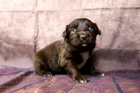 Jessie, a female Miniature Australian Shepherd for sale in Alvin, TX – 4 of 4