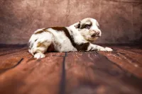 Woody, a male Miniature Australian Shepherd for sale in Alvin, TX – 5 of 5