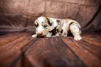 Woody, a male Miniature Australian Shepherd for sale in Alvin, TX – 3 of 5