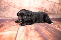Rex, a male Miniature Australian Shepherd for sale in Alvin, TX – 2 of 3