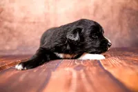 Bo Peep, a female Miniature Australian Shepherd for sale in Alvin, TX – 3 of 4