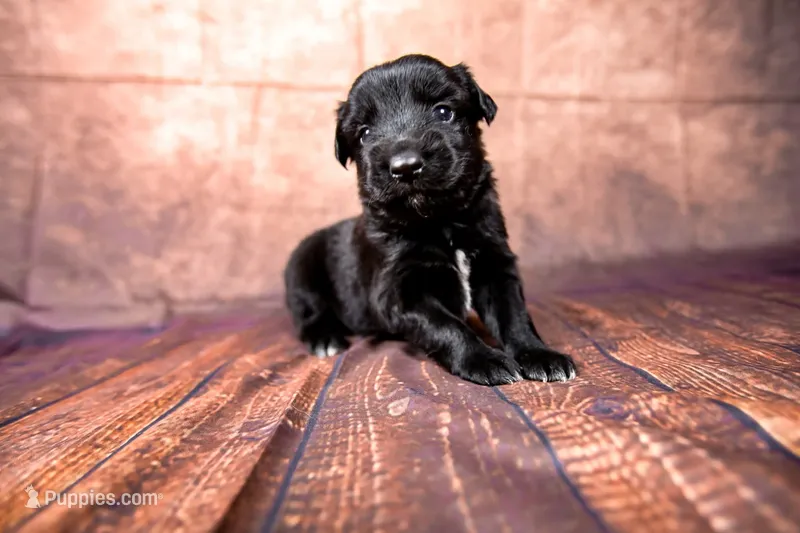 Buzz – Miniature Australian Shepherd puppy for sale in Alvin, TX