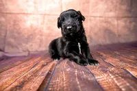 Buzz, a male Miniature Australian Shepherd for sale in Alvin, TX – 1 of 3