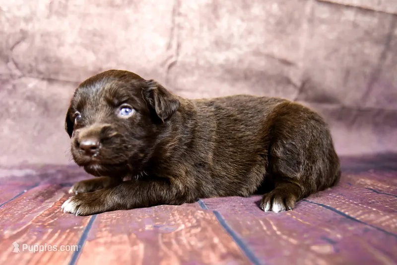 Jessie – Miniature Australian Shepherd puppy for sale in Alvin, TX