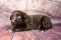 Jessie, a female Miniature Australian Shepherd for sale in Alvin, TX – 1 of 4