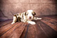 Trixie, a female Miniature Australian Shepherd for sale in Alvin, TX – 2 of 3