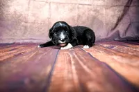 Bo Peep, a female Miniature Australian Shepherd for sale in Alvin, TX – 2 of 4