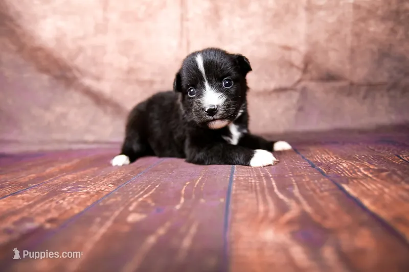 Bonnie – Miniature Australian Shepherd puppy for sale in Alvin, TX