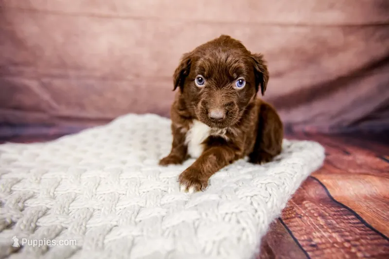Jessie – Miniature Australian Shepherd puppy for sale in Alvin, TX