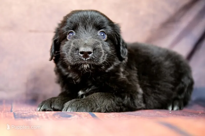 Rex – Miniature Australian Shepherd puppy for sale in Alvin, TX