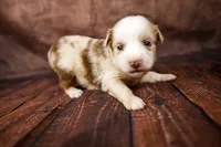 Barbie, a female Miniature Australian Shepherd for sale in Alvin, TX – 3 of 3