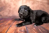 Buzz, a male Miniature Australian Shepherd for sale in Alvin, TX – 2 of 3