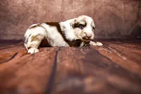 Woody, a male Miniature Australian Shepherd for sale in Alvin, TX – 2 of 5