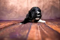 Bo Peep, a female Miniature Australian Shepherd for sale in Alvin, TX – 4 of 4