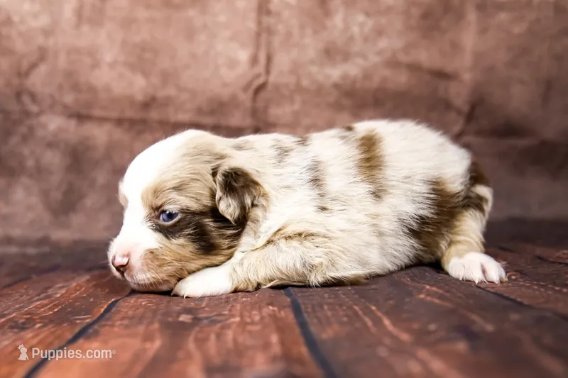 Trixie – Miniature Australian Shepherd puppy for sale in Alvin, TX