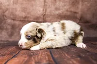 Trixie, a female Miniature Australian Shepherd for sale in Alvin, TX – 1 of 3