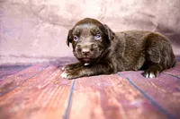 Jessie, a female Miniature Australian Shepherd for sale in Alvin, TX – 2 of 4