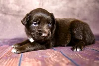 Jessie, a female Miniature Australian Shepherd for sale in Alvin, TX – 3 of 4