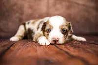 Trixie, a female Miniature Australian Shepherd for sale in Alvin, TX – 3 of 3