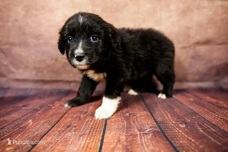 Bo Peep – Miniature Australian Shepherd puppy for sale in Alvin, TX