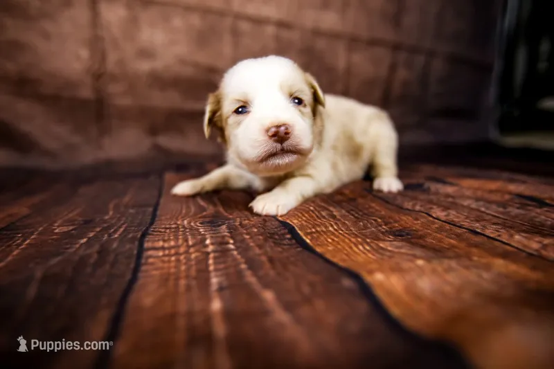 Barbie – Miniature Australian Shepherd puppy for sale in Alvin, TX
