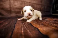 Barbie, a female Miniature Australian Shepherd for sale in Alvin, TX – 1 of 3