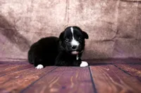 Bonnie, a female Miniature Australian Shepherd for sale in Alvin, TX – 4 of 4