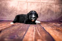 Bo Peep, a female Miniature Australian Shepherd for sale in Alvin, TX – 1 of 4