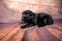 Buzz, a male Miniature Australian Shepherd for sale in Alvin, TX – 3 of 3