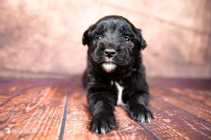 Rex – Miniature Australian Shepherd puppy for sale in Alvin, TX