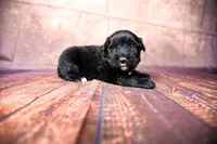 Rex, a male Miniature Australian Shepherd for sale in Alvin, TX – 3 of 3