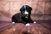 Bonnie, a female Miniature Australian Shepherd for sale in Alvin, TX – 2 of 4