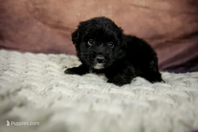 Buzz – Miniature Australian Shepherd puppy for sale in Alvin, TX