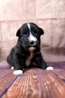 Bonnie, a female Miniature Australian Shepherd for sale in Alvin, TX – 3 of 4
