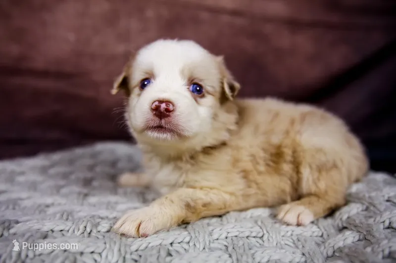 Barbie – Miniature Australian Shepherd puppy for sale in Alvin, TX
