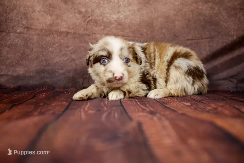 Woody – Miniature Australian Shepherd puppy for sale in Alvin, TX