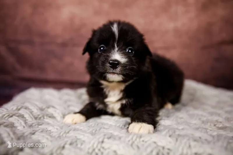 Bonnie – Miniature Australian Shepherd puppy for sale in Alvin, TX