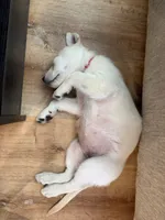 Chloe, a female German Shepherd Dog and English Cream Golden Retriever for sale in Oklahoma City, OK – 5 of 7