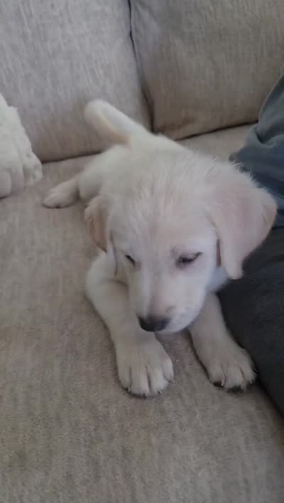 Chloe, a female German Shepherd Dog and English Cream Golden Retriever for sale in Oklahoma City, OK – 7 of 7
