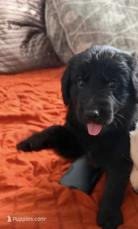 Jackson – German Shepherd Dog, English Cream Golden Retriever puppy for sale in Oklahoma City, OK
