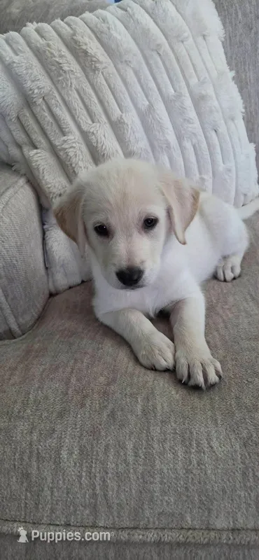 Chloe – German Shepherd Dog, English Cream Golden Retriever puppy for sale in Oklahoma City, OK