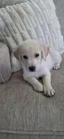 Chloe, a female German Shepherd Dog and English Cream Golden Retriever for sale in Oklahoma City, OK – 1 of 7