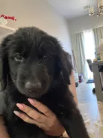 Jackson, a male German Shepherd Dog and English Cream Golden Retriever for sale in Oklahoma City, OK – 4 of 5