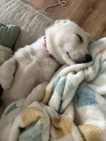 Chloe, a female German Shepherd Dog and English Cream Golden Retriever for sale in Oklahoma City, OK – 4 of 7