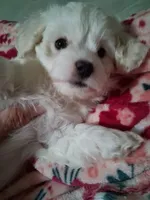 You name her, a female Shichon for sale in Irvine, KY – 4 of 4