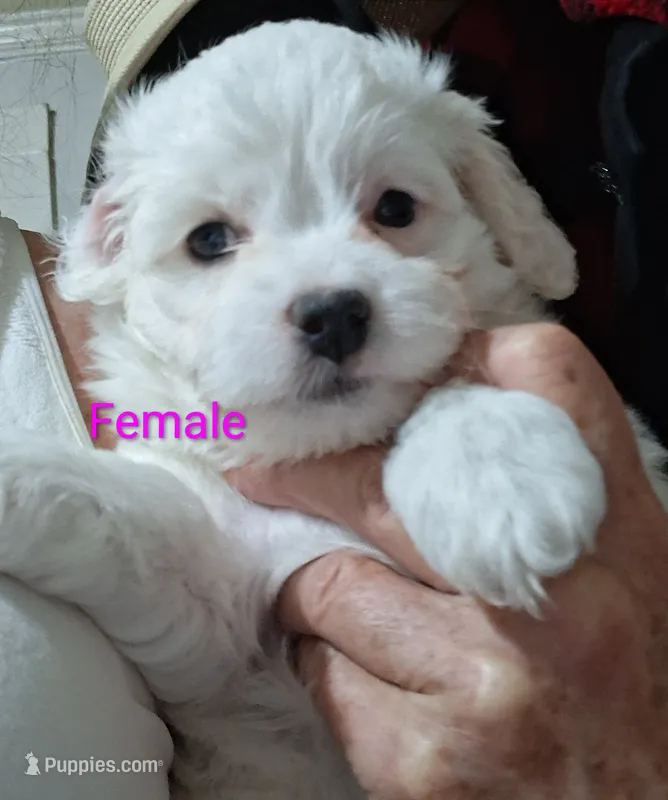 You name her – Shichon puppy for sale in Irvine, KY