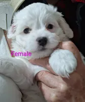 You name her, a female Shichon for sale in Irvine, KY – 1 of 4