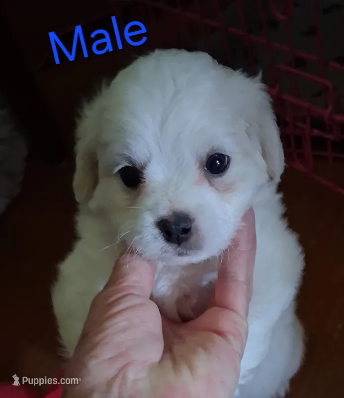 You name him – Shichon puppy for sale in Irvine, KY