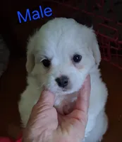 You name him, a male Shichon for sale in Irvine, KY – 1 of 3